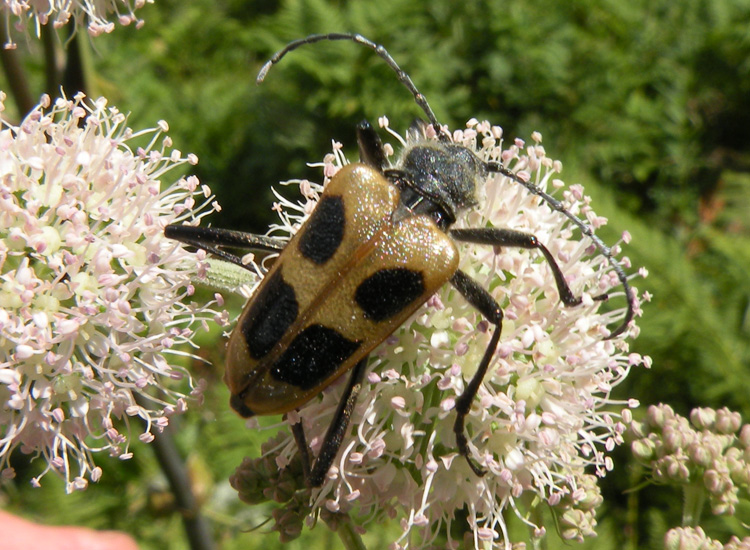 Cerambycidae della Val di Genova